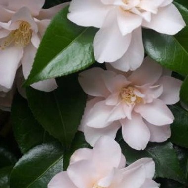 camellia-japonica-hagoromo-700 - kopiya